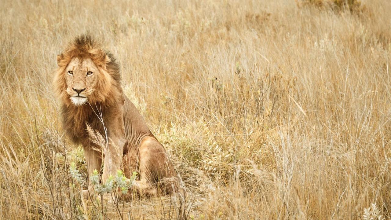 Nkomazi Game Reserve By Newmark 巴德普拉斯 外观 照片