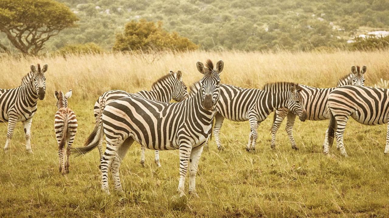 Nkomazi Game Reserve By Newmark 巴德普拉斯 外观 照片