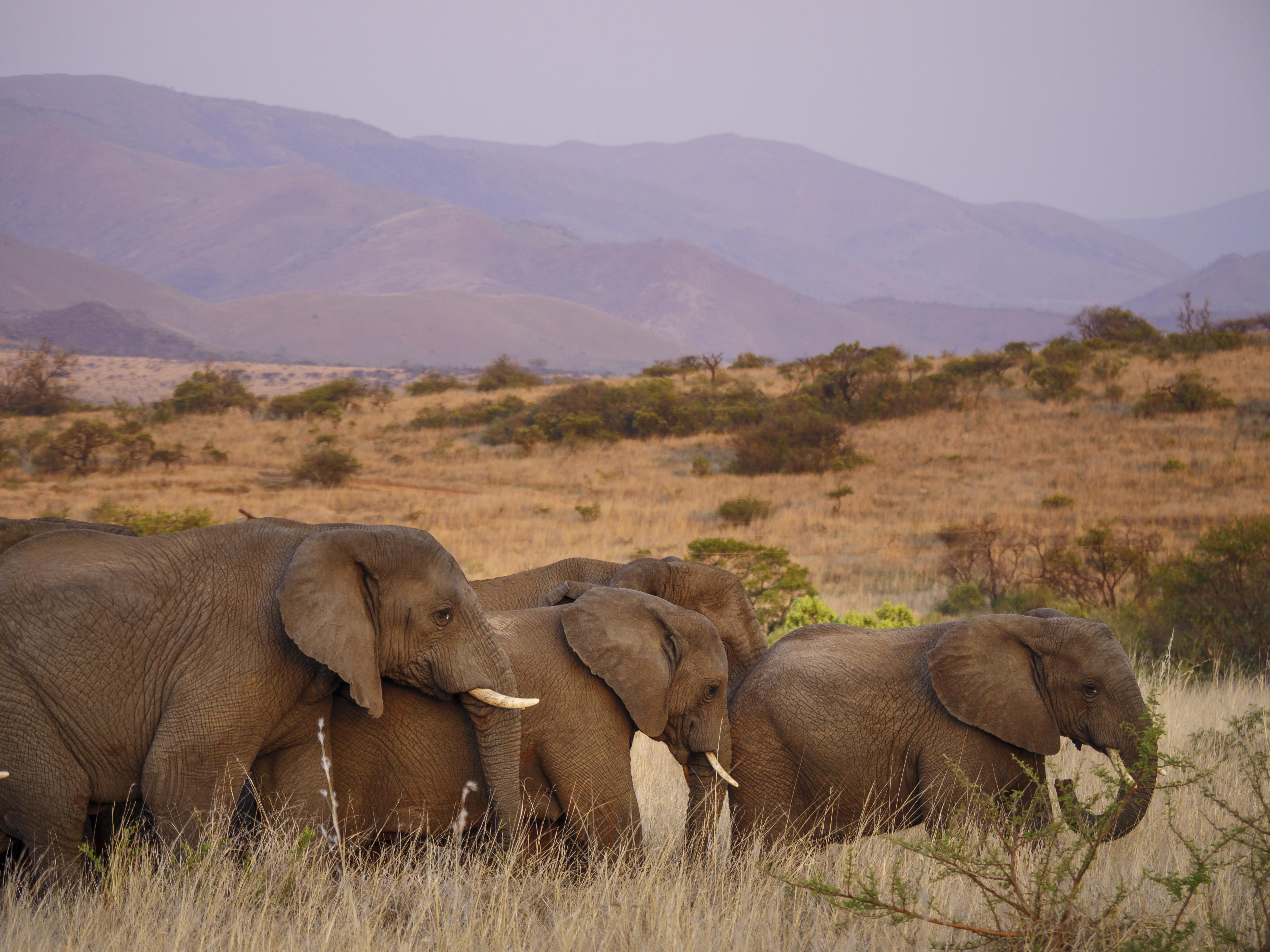 Nkomazi Game Reserve By Newmark 巴德普拉斯 外观 照片