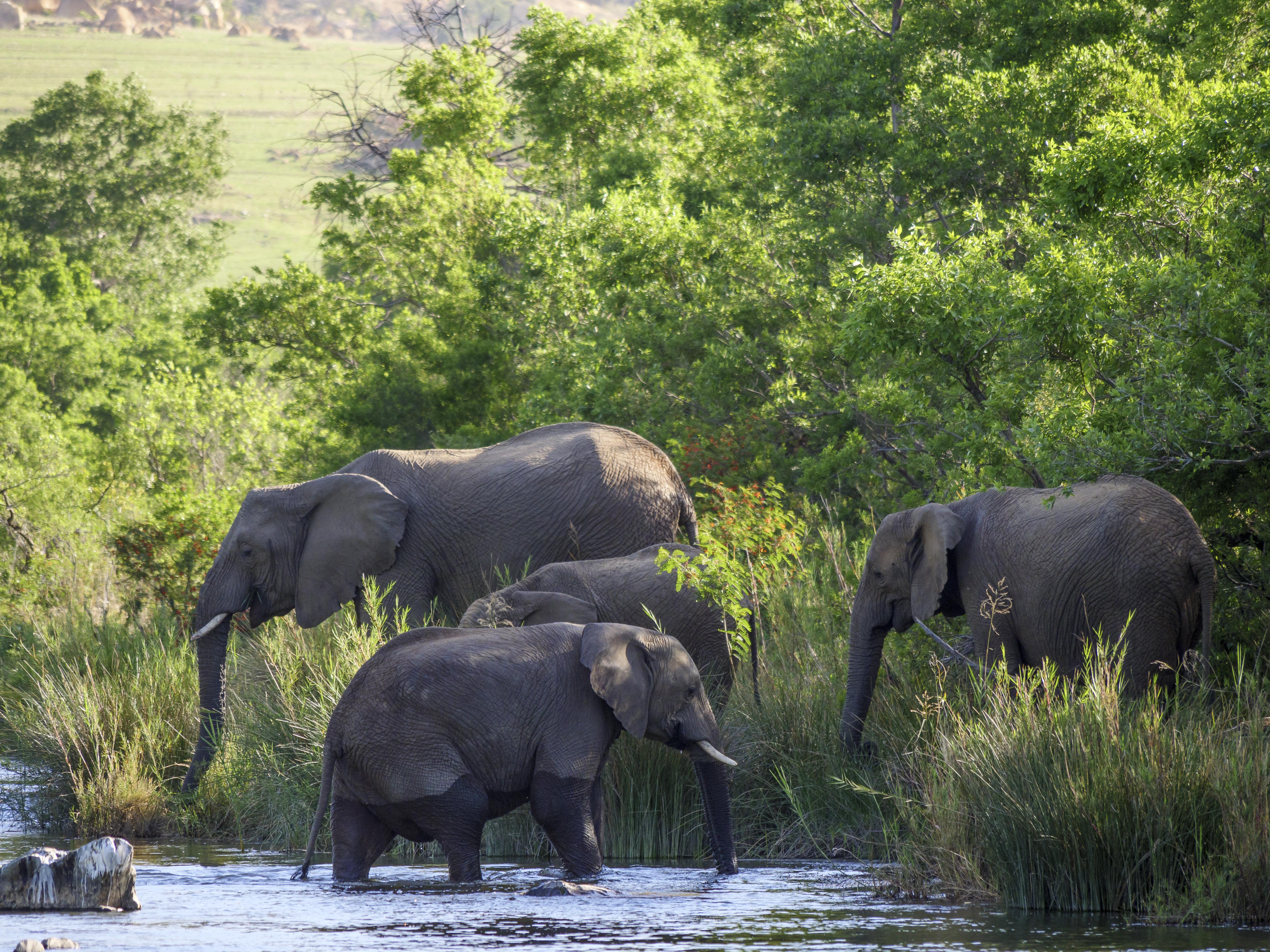Nkomazi Game Reserve By Newmark 巴德普拉斯 外观 照片