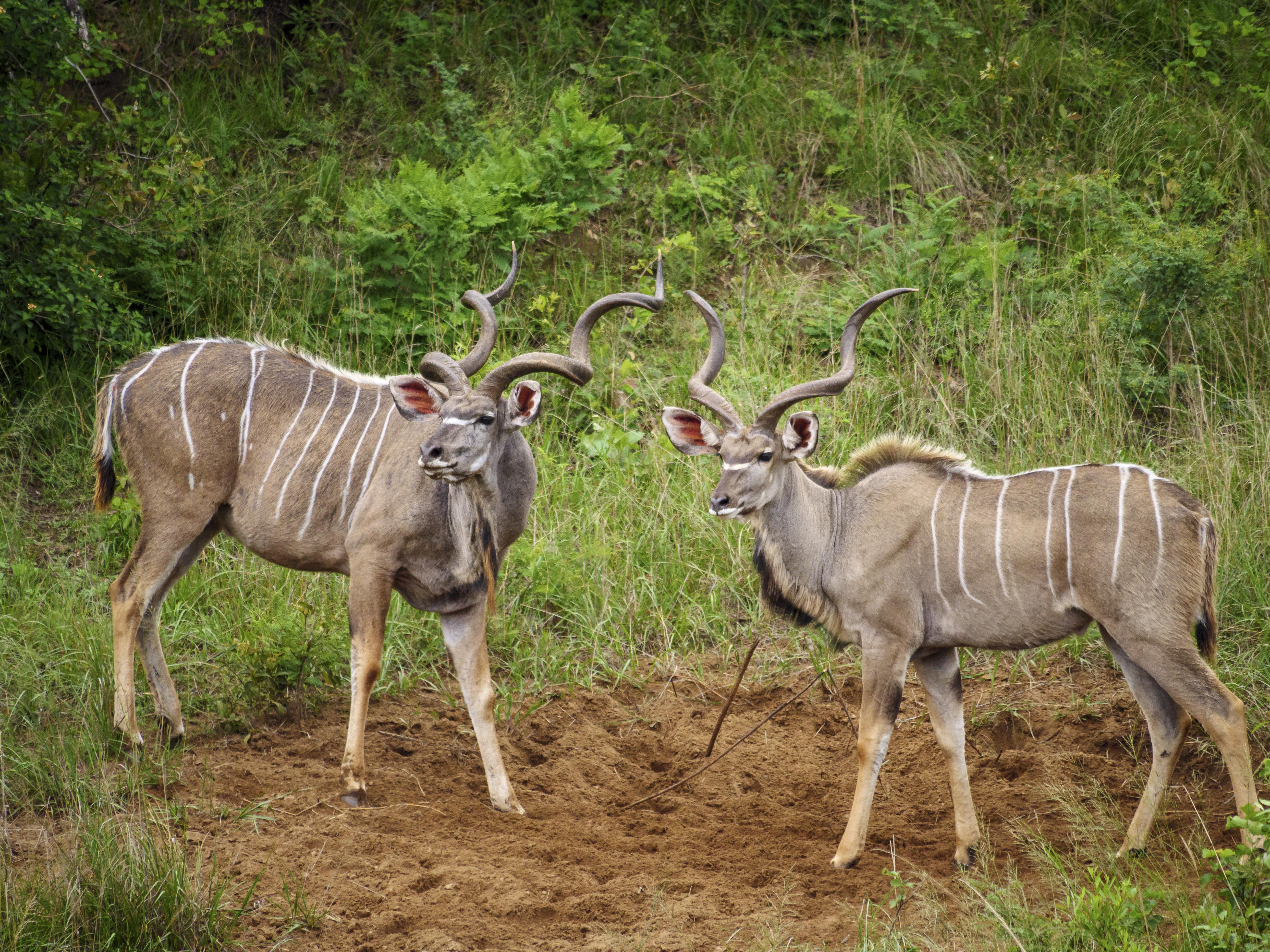 Nkomazi Game Reserve By Newmark 巴德普拉斯 外观 照片